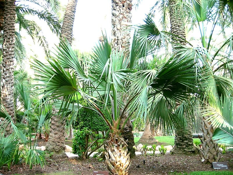 Vista del Sabal bermudana