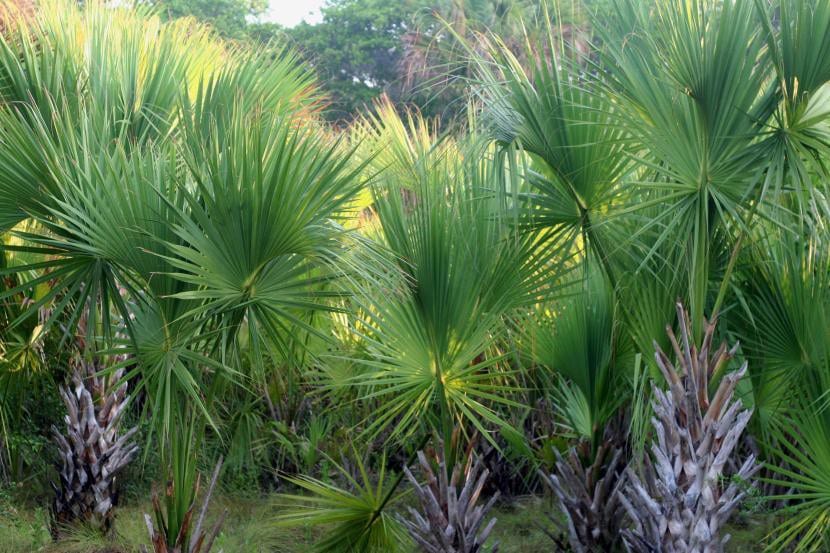 Vista del Sabal mexicana