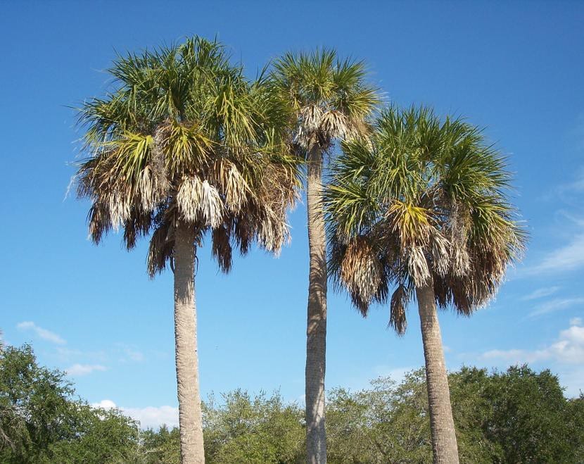 Vista del Sabal palmetto