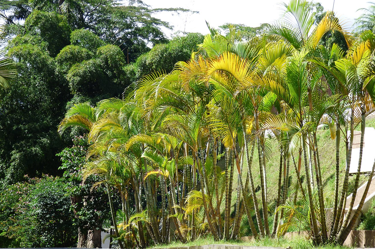 La areca es una palmera multicaule