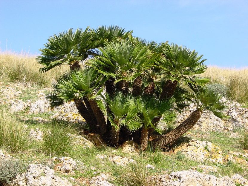 Chamaerops humilis, el palmito, formando mata con varios pies
