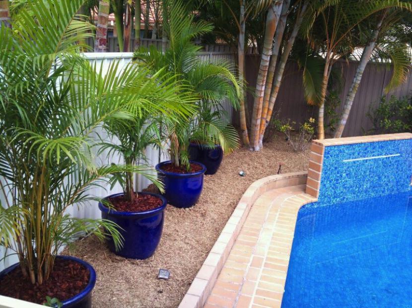 Dypsis lutescens en maceta