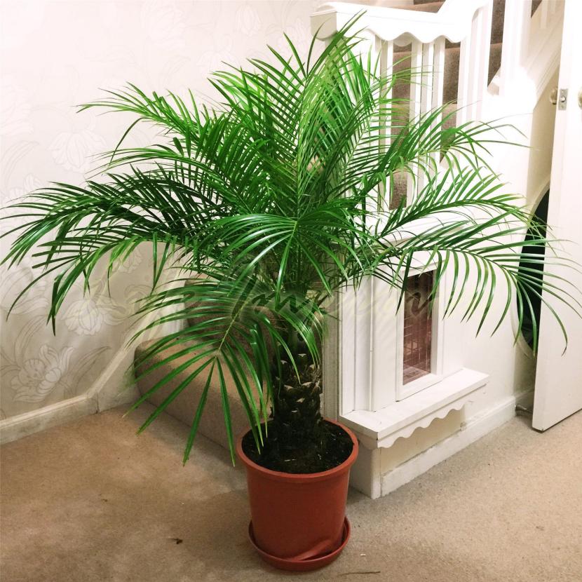 Phoenix roebelenii