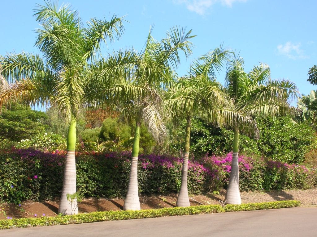 Raíces de palmera: riesgos reales para muros y tuberías
