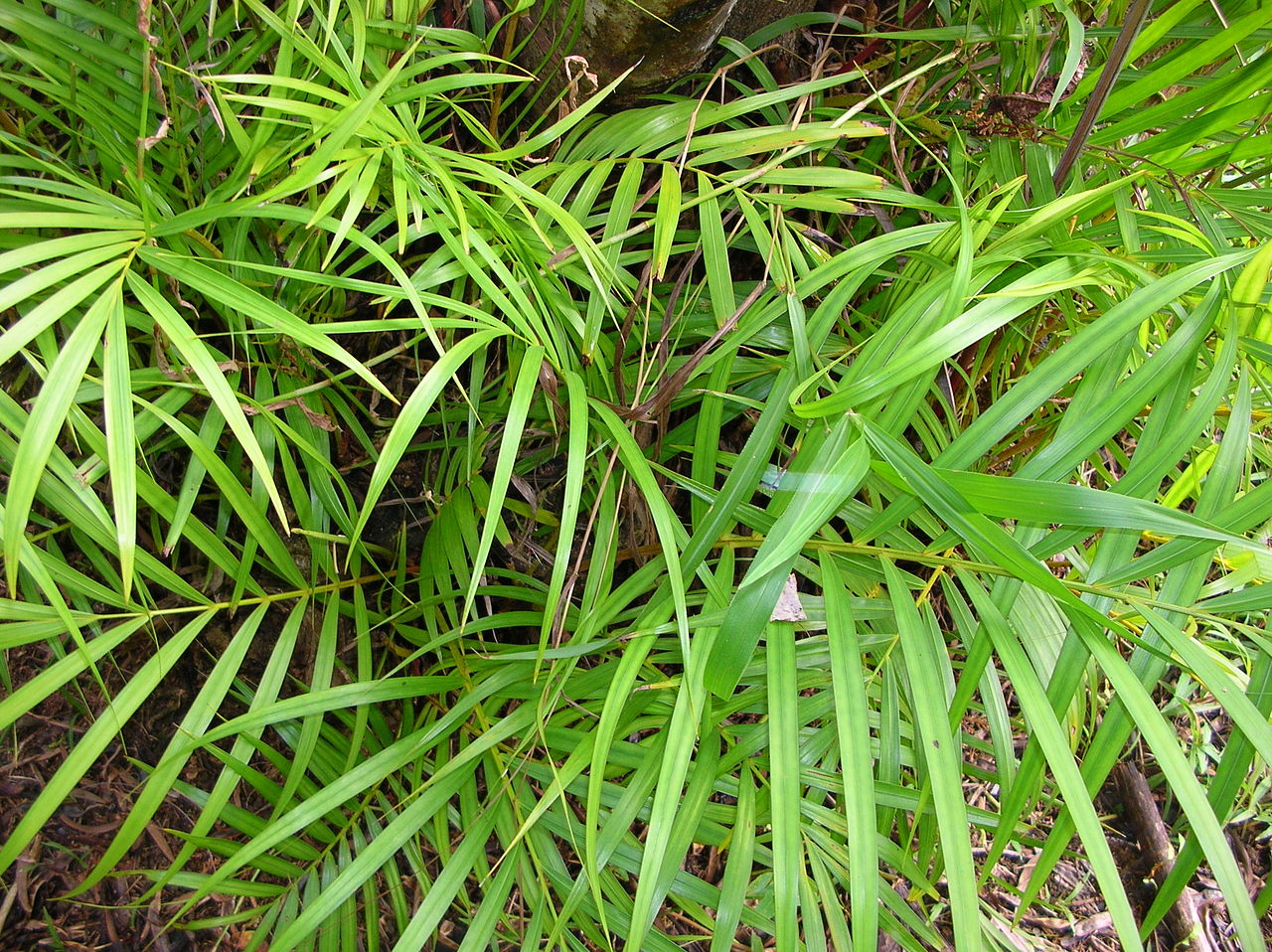 Vista de la palmera bambú