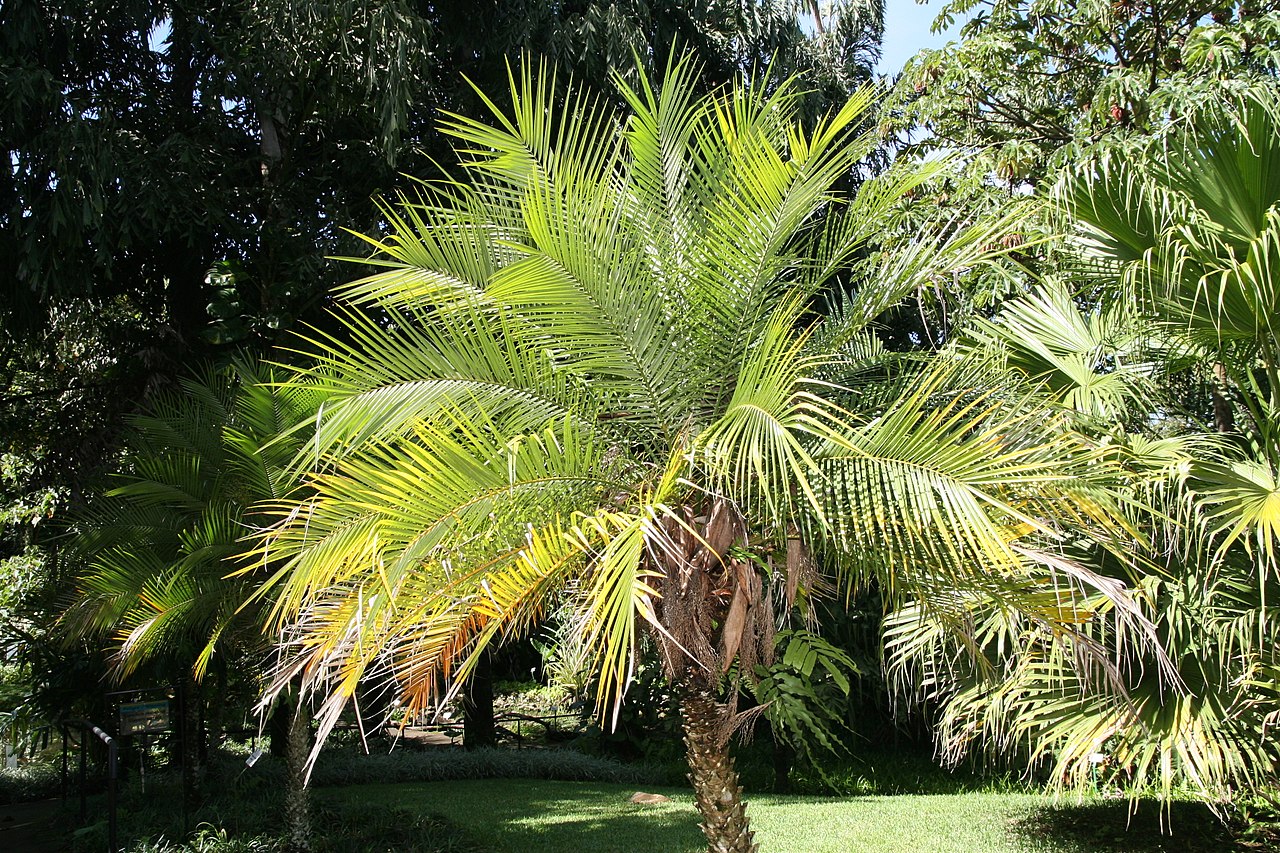 Vista de la palmera enana