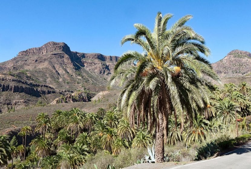 Phoenix canariensis o palmera canaria, endémica de las Islas Canarias