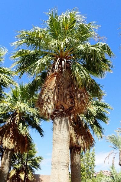 Washingtonia filifera