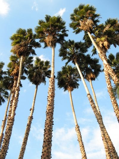 Washingtonia robusta adultas