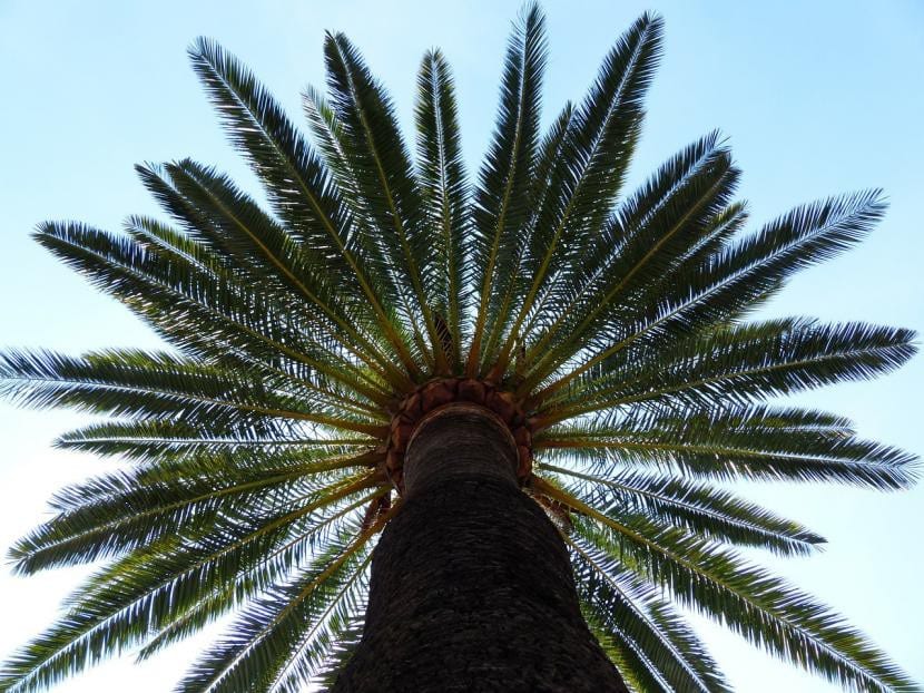 Palmera canaria