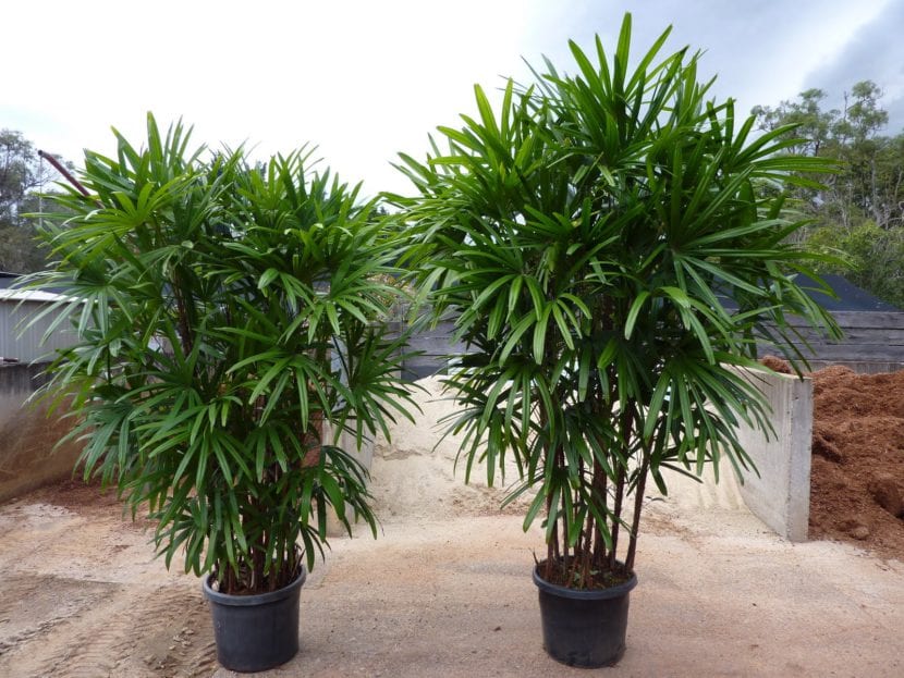 Ejemplar de Rhapis excelsa cultivado en maceta