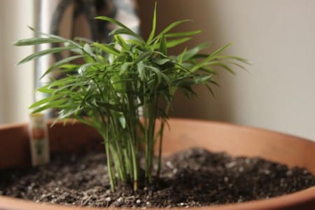 Palmera de salón, Chamaedorea elegans, cultivada en maceta