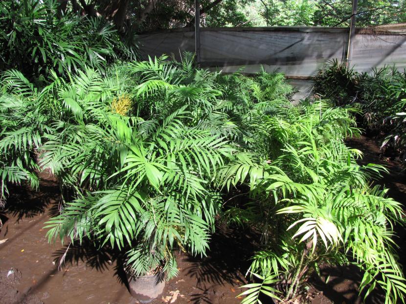 Plantas de Chamaedorea