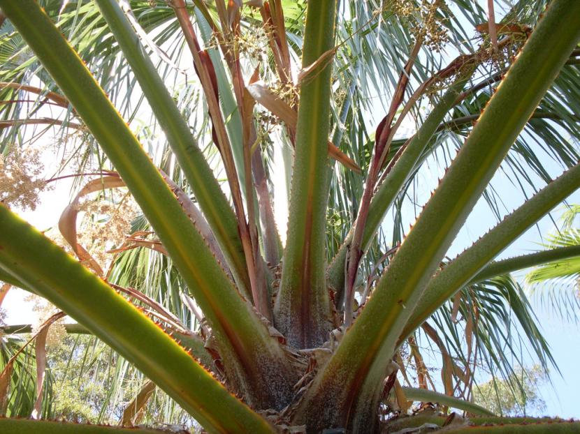 Washingtonia