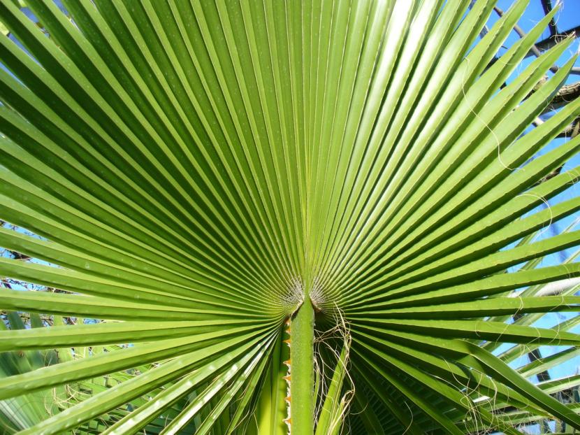 Washingtonia filifera