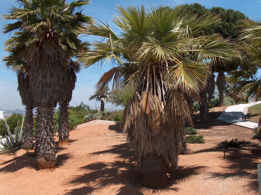 Washingtonia robusta