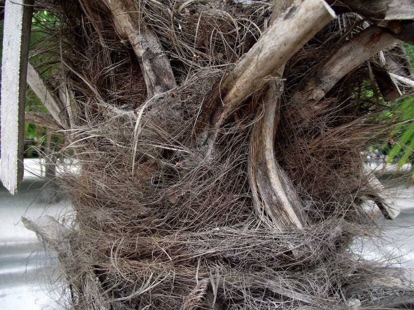 Detalle del tronco fibroso de un Trachycarpus fortunei