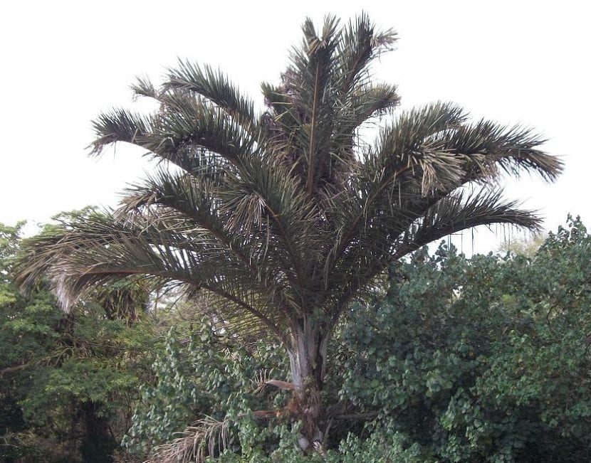 Raphia, una palmera con la que se hacen cuerdas