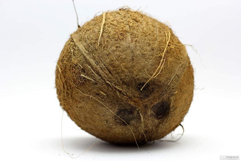 Coco, el fruto de la palmera cocotera