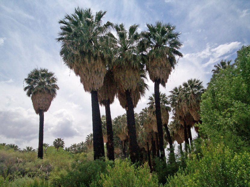 Ejemplares de Washingtonia filifera