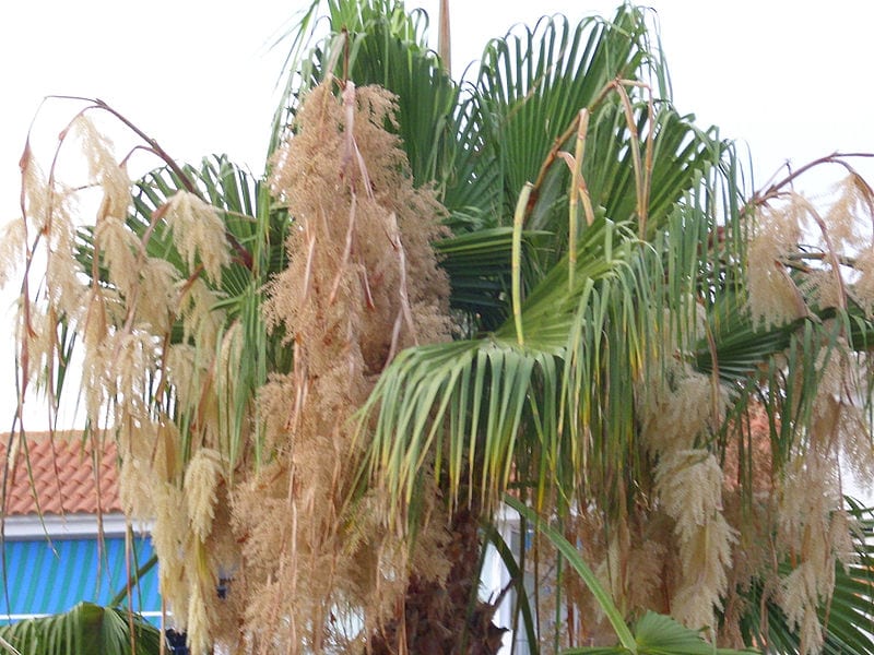 La Washingtonia filifera florece siendo joven