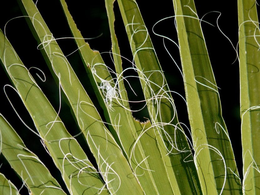 Las hojas de la Washingtonia filifera tienen filamentos