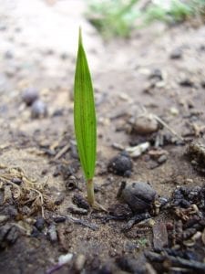 Primera hoja de una plántula de Washingtonia filifera