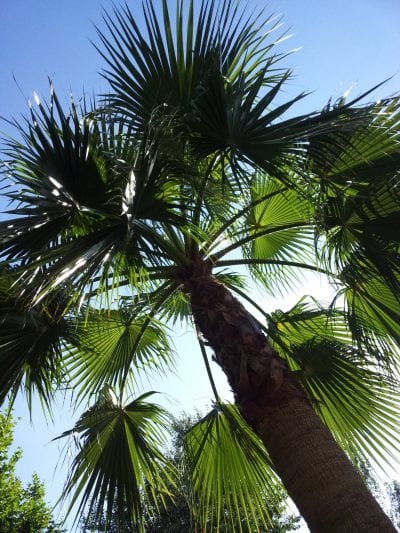 Coloca tu Washingtonia robusta a pleno sol para que pueda crecer bien