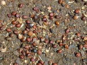 Consigue nuevos ejemplares de Washingtonia robusta sembrando sus semillas en primavera o verano