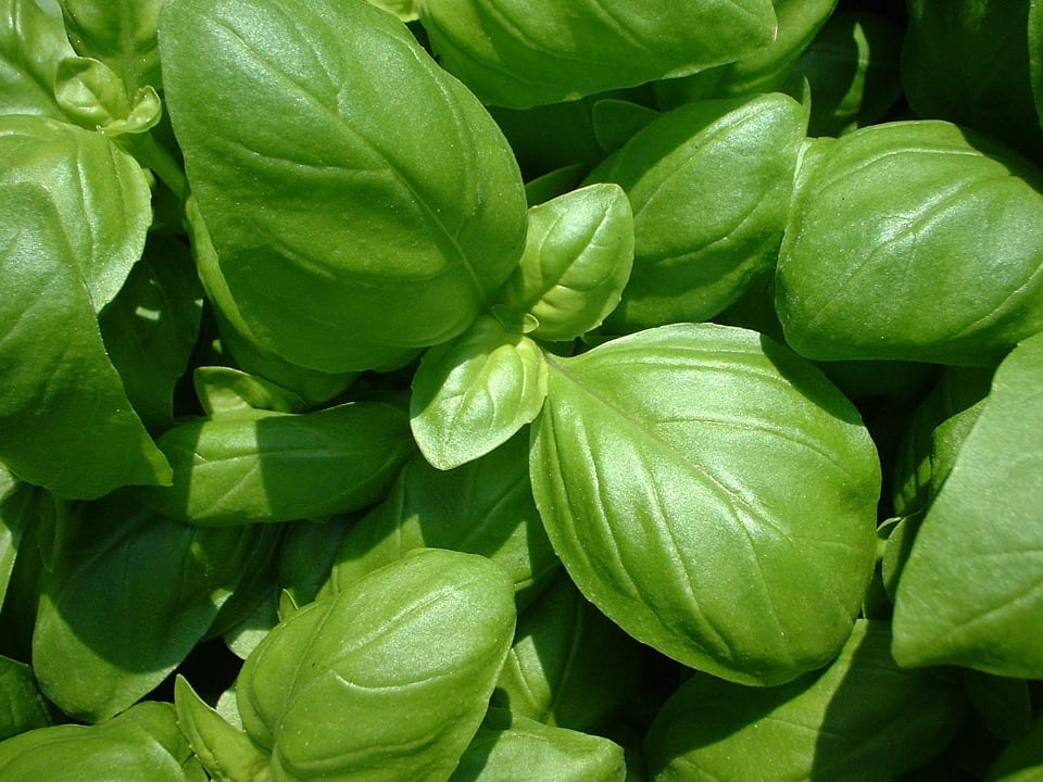 Planta de albahaca o alfábega
