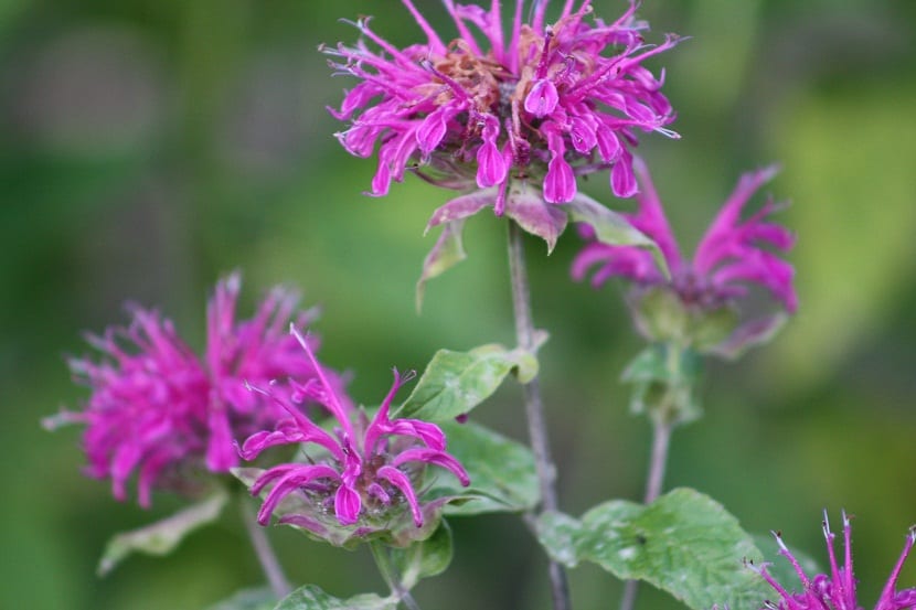 Monarda didyma: cultivo, cuidados y control del oídio