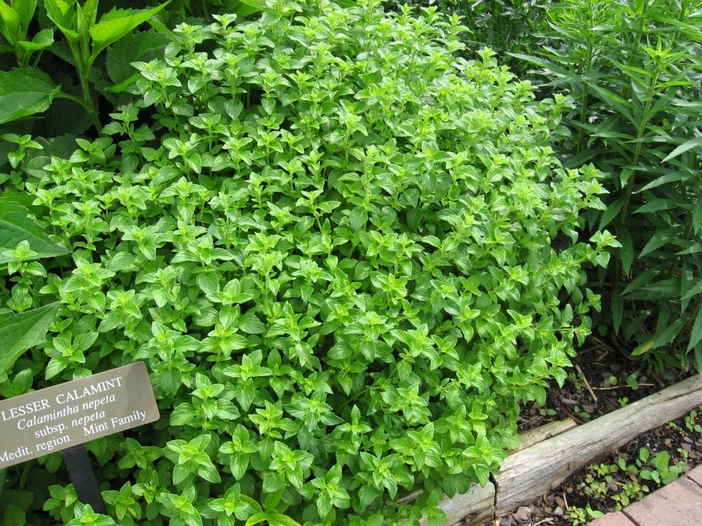 Calamintha nepeta: cultivo, poda y usos de la nébeda