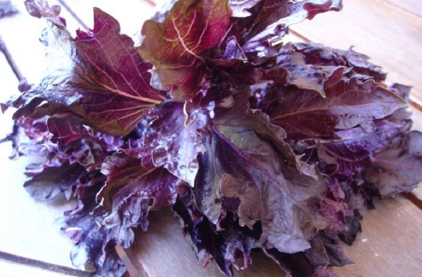 Albahaca morada: características, cultivo y cuidados