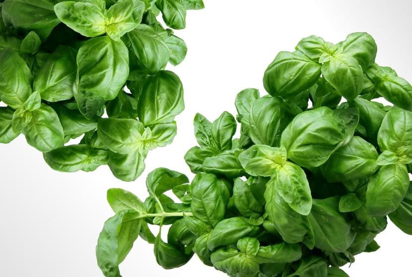 Albahaca
