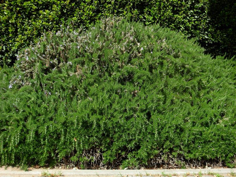 Romero rastrero: cultivo, poda y usos en el jardín