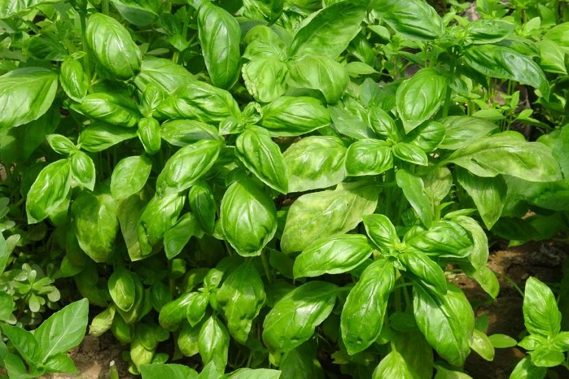 Cómo y cuándo sembrar semillas de albahaca paso a paso