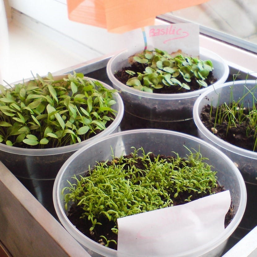 Siembra tus plantas aromáticas