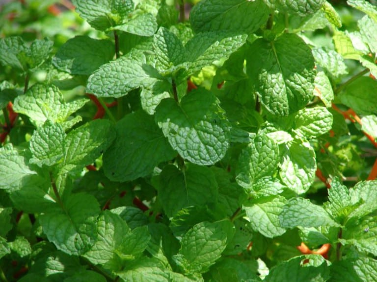 Mata de hierbabuena, Mentha spicata, con hojas verdes y dentadas