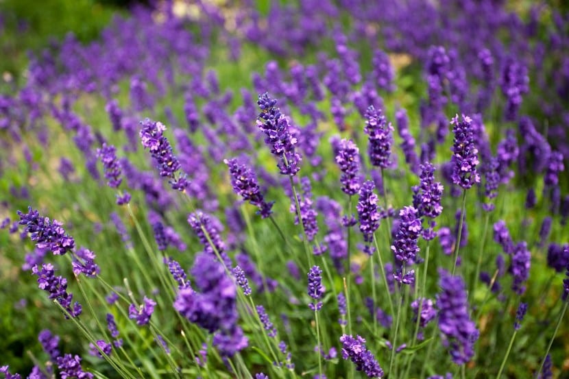 Planta de lavanda en el campo