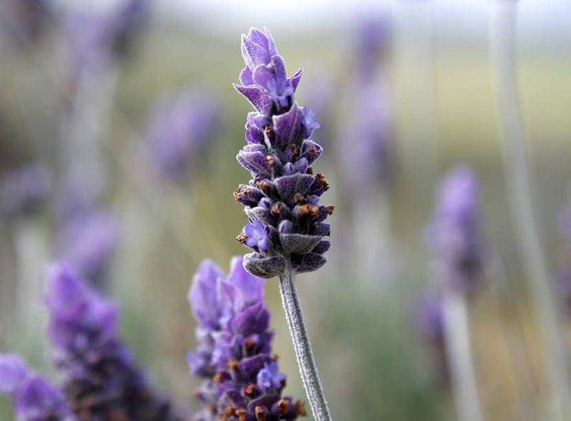 Lavanda