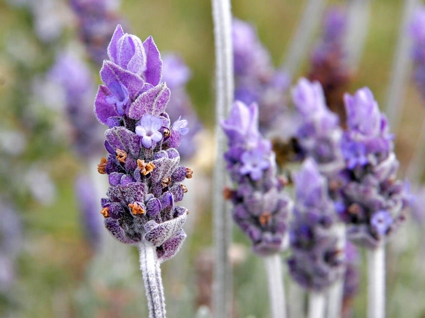 Planta de lavanda