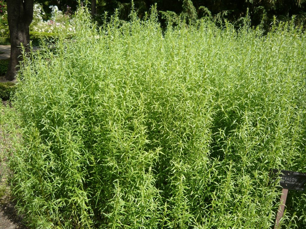 Estragón: cultivo, poda, recolección y usos en cocina