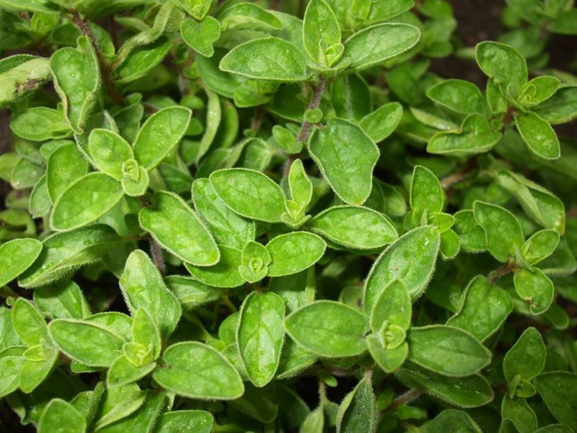 Planta de orégano