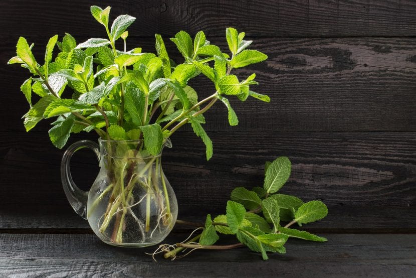 Planta creciendo en agua