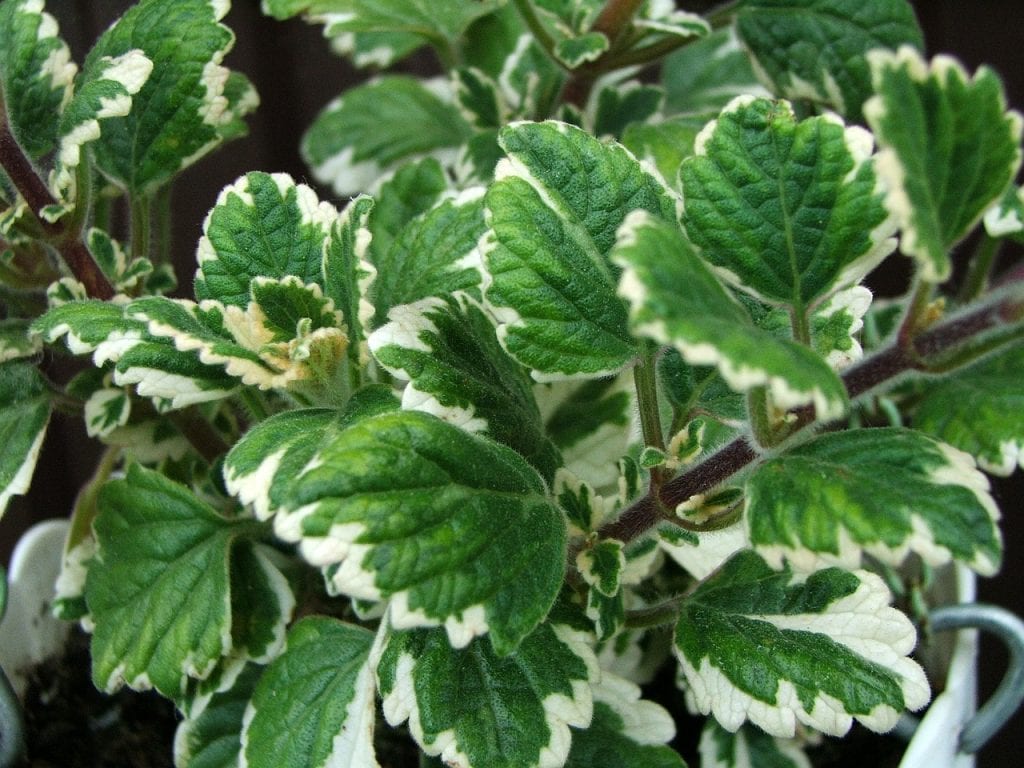Plectranthus coleoides