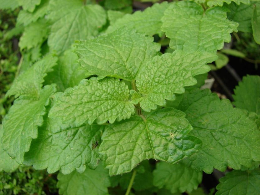 Melissa officinalis