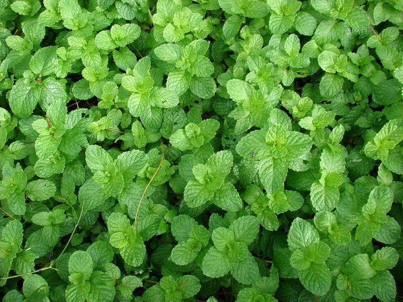 Mentha x spicata