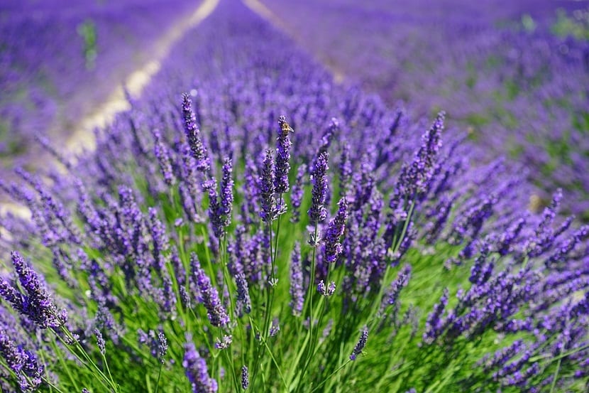 La lavanda es una planta hermafrodita y las abejas polinizan sus hojas