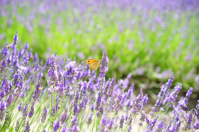 La lavanda despliega un aroma que ecualiza los sentidos