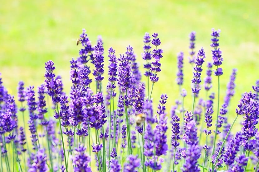 Lavándula Angustifolia o mejor conocida como la Lavanda espliego